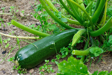 Green zucchini in garden. Growing zucchini on a vegetable garden.