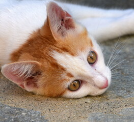 Sich wohlig am Boden räkelndes, weißes Katzenjunges mit roten Ohren