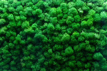 Seamless texture of wall decorated with phyto moss. Green plant on a wall, green background from moss, wall from natural bushes