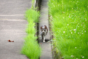 道路の側溝の中を歩いて来る白とグレーの子供の野良猫