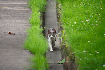 道路の側溝の中を歩いて来る白とグレーの子供の野良猫