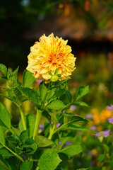 Dahlia, georginia - Beautiful dahlia flower in the garden