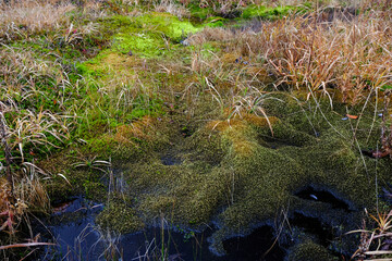 吾妻・浄土平の秋　浄土平湿原の秋色に染まる植物の様子