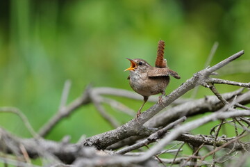 The Eurasian wren in the nature habitat. (Troglodytes troglodytes). Very small bird. Wildlife scene from czech nature.