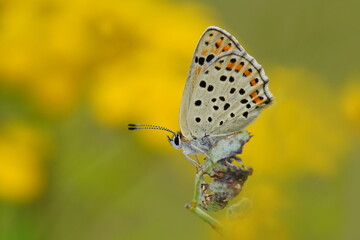 Fototapeta na wymiar Butterfly sooty copper sitting on the plant with yellow background. Lycaena tityrus