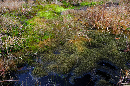 「浄土平」の画像 732 件の Stock 写真、ベクターおよびビデオ Adobe Stock