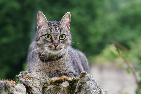 Portrait of a beautiful tabby cat