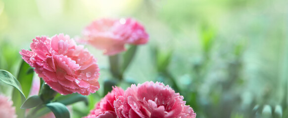 Pink carnation flowers during sunrise. Long banner. Close up. Environment. Elements of nature....
