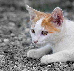 Weißes Katzenjunges mit roten Ohren auf Erkundungstour