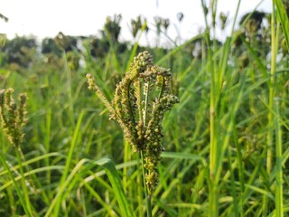 Eleusine coracana or finger millet plants. It is called Ragi and madua in India and Kodo in Nepal. It  is an annual herbaceous plant. Its widely grown as a cereal crop in the in Africa and Asia.