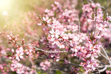 Wild Pink almond bloom, Spring time, Selected focus