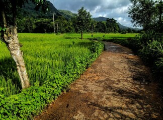 Village road near a paddy field Sri Lanka.