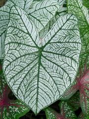 Naklejka na ściany i meble caladium bicolor leaf