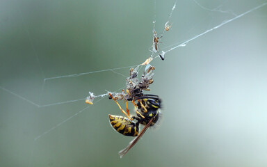 Wespe holt Futter aus dem Spinnennetz