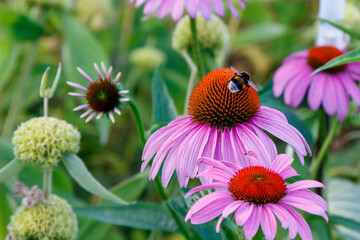 Flowers in the city park. Bees and bumblebees collect flower nectar.