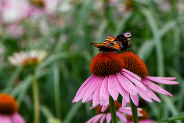 Butterflies collect nectar on pink flowers in a city park.