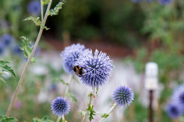 Purple flowers in the city park. Bees and bumblebees collect flower nectar.