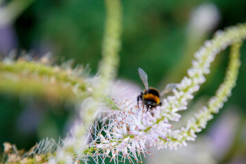 Flowers in the city park. Bees and bumblebees collect flower nectar.