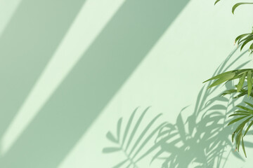 Decorative hamedorea or Areca palm in the sun against the background of a pastel green wall. The shadow of the leaves of the plant on the wall. Home gardening concept. Selective focus