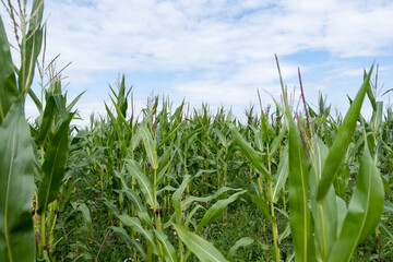 Corn field on blue sky background. Corn agriculture. Cereal factory process. Natural background. Selective focus
