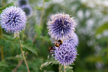 Purple flowers in the city park. Bees and bumblebees collect flower nectar.