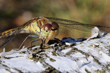 close up of dragonfly