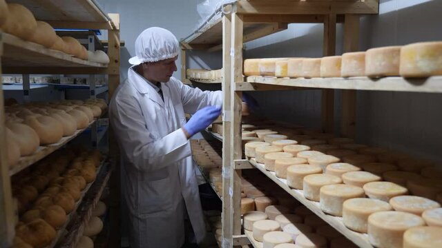 Focused man engaged in cheesemaking dressed in white uniform with cap and gloves examining quality of goat cheese in ripening room of cheese factory