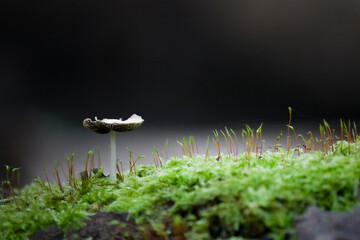 green moss and mushroom on the ground