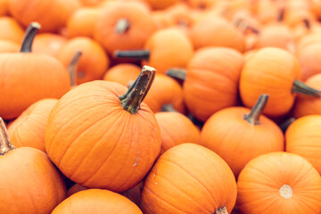 Halloween pumpkins background.