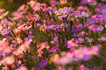 Purple chrysanthemums in the garden.