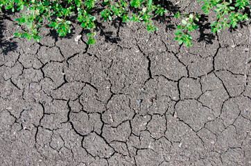 The texture of dry soil on the ground,
Top view, Dry cracked ground with grass Background. Texture. Graphic resources.