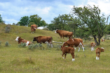 Fototapeta na wymiar cows in the field - koeien