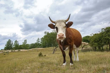 Wandaufkleber Kuh auf dem Feld © Nora