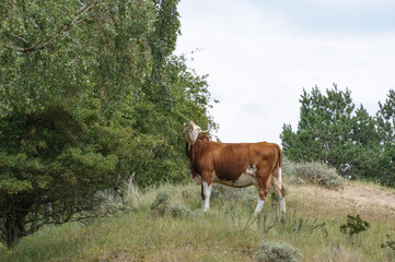 Fototapeta na wymiar cow on the meadow - koe