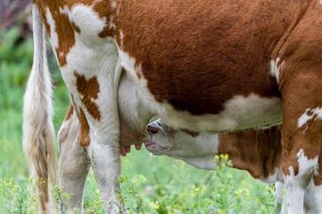 Foto op Plexiglas cow and calf - koe met kalf © Nora