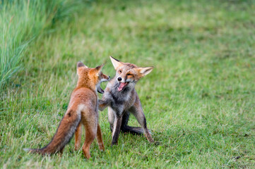 red fox vulpes - jonge spelende vossen