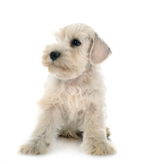 puppy miniature schnauzer in studio