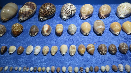 seashells collection of aquarium design for diversity of marine life