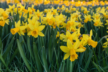 closeup of miniature yellow daffodil flowers in bloom growing in park