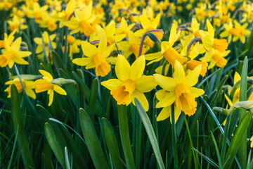 field of yellow dwarf daffodils in bloom background