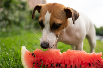 Jack russell terrier dog eating watermelon on the green lawn