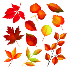 Decorative autumn element leaves and twigs. Set of dry and golden maple, ash, pecan, aspen, birch, sweetgum and cherry trees. Vector plant icons for postcard or banner decoration.