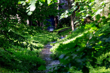 Obraz premium Small and fast stream in the old forest. 