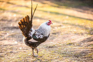 Motley rooster walks around the yard in village