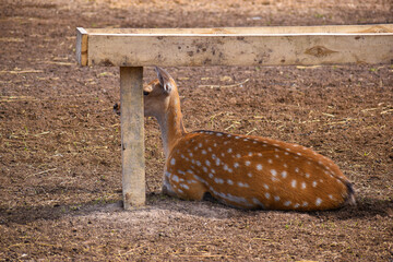 deer in the woods