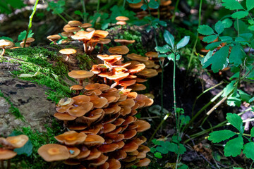Many small mushrooms on a fallen tree, in a wet forest