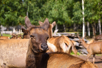 deer in the woods