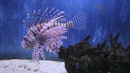 zebra fish is growing and swimming underwater world in the aquatic tank design for fantasy and elegant wildlife concept