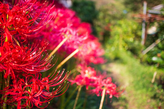 Allelopathy Images Browse 132 Stock Photos Vectors And Video Adobe Stock