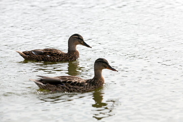 wild waterfowl ducks near their habitat